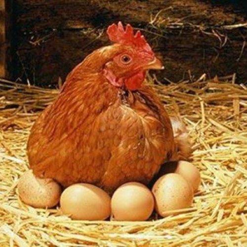 *Парк-отель "Олимп"