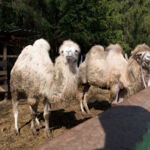 *Парк-отель "Олимп"